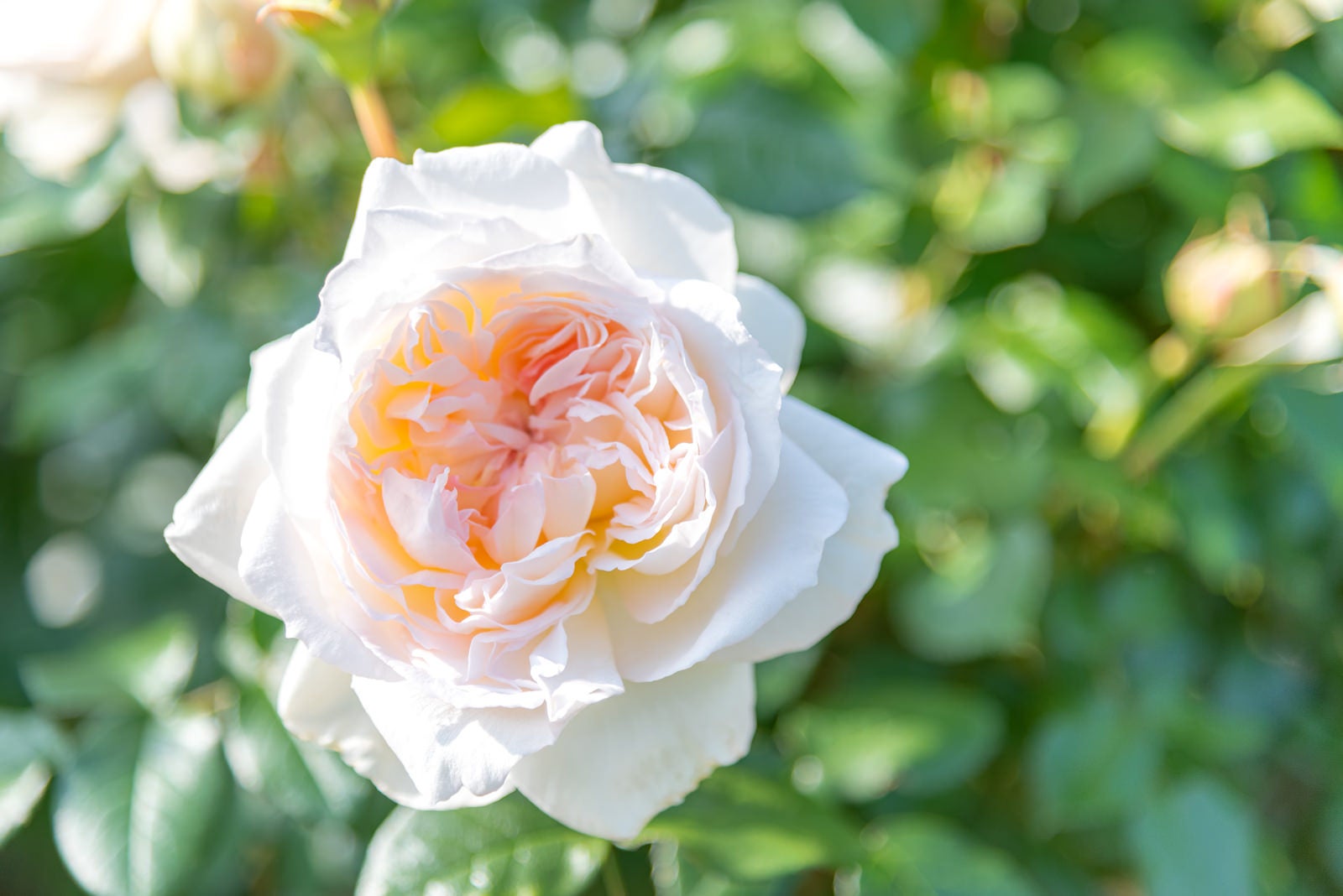 「甘い香りのするバラの花」の写真
