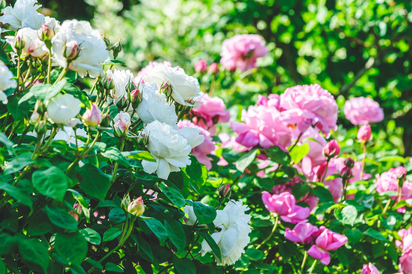 「白とピンクのバラ」の写真
