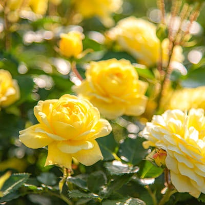 黄色いバラの薔薇園の写真