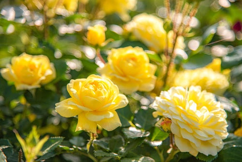 黄色いバラの薔薇園の写真