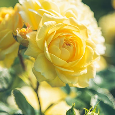 開花した黄色い薔薇の写真