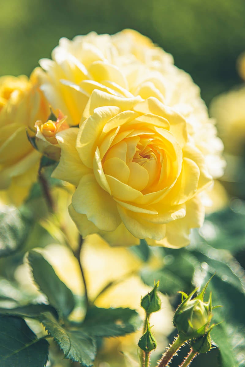 「開花した黄色い薔薇」の写真