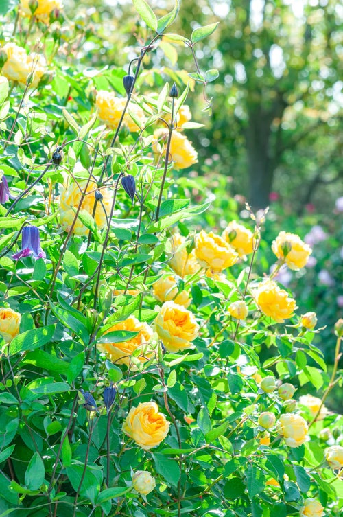 黄色いバラとクレマチスの写真