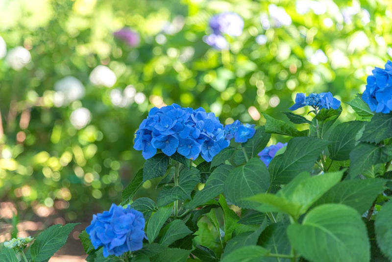 群生する青い紫陽花の写真
