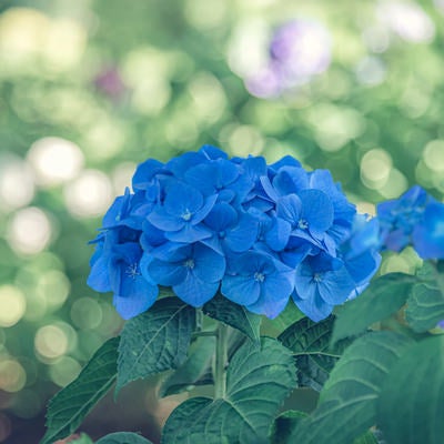 青い装飾花の紫陽花の写真