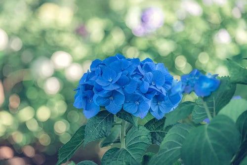 青い装飾花の紫陽花の写真