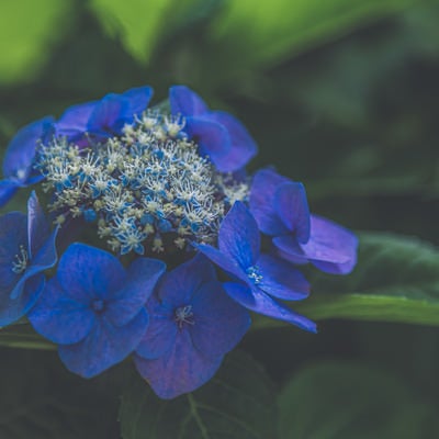 霞みがかる青い紫陽花の写真