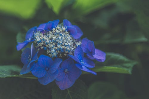 霞みがかる青い紫陽花の写真
