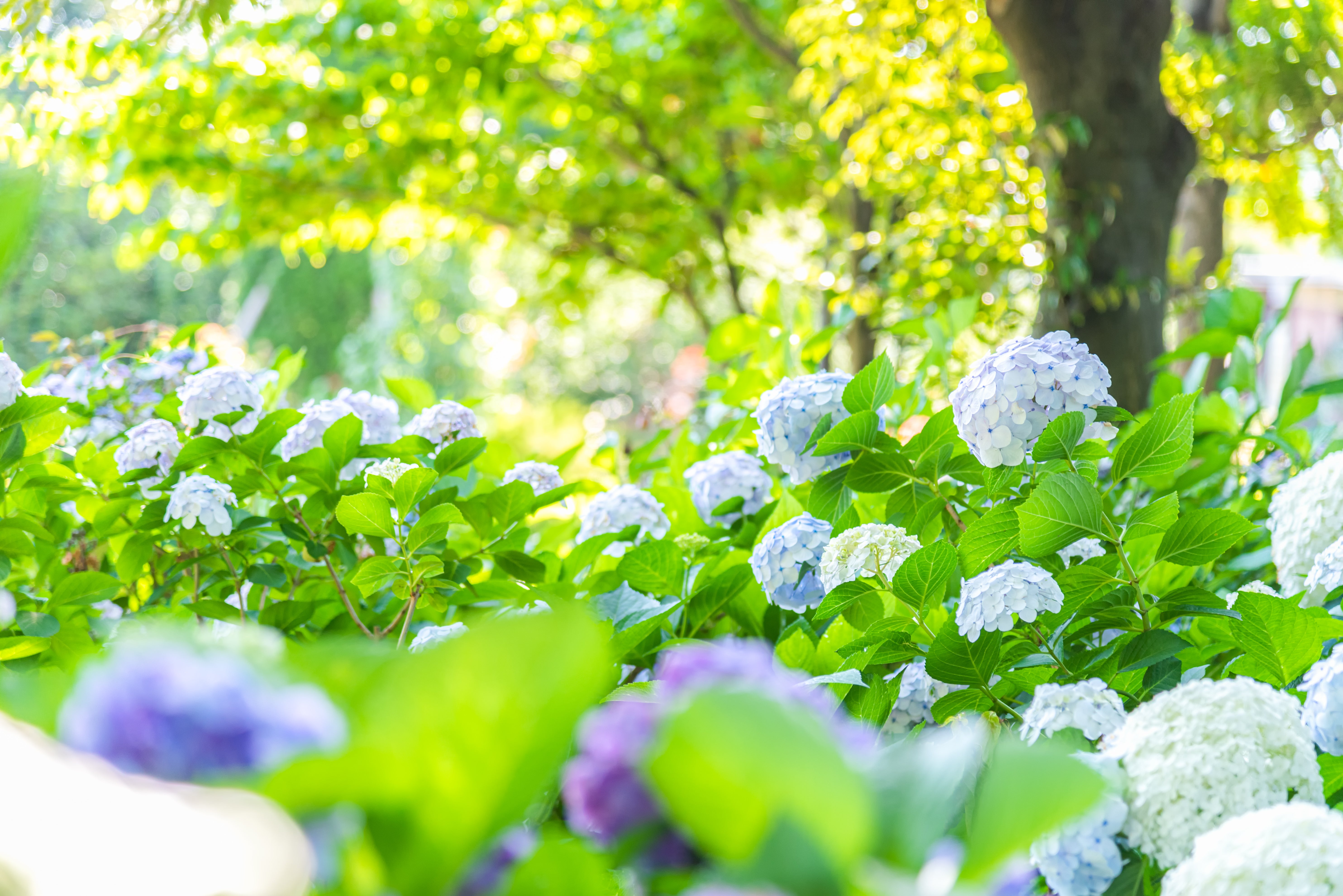 紫陽花( 2022年作) 紫陽花( 2022年作) 紫陽花( 2022年作) 紫陽花( 2022年作) 紫陽花