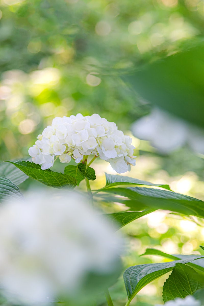 「木陰の白い紫陽花」の写真