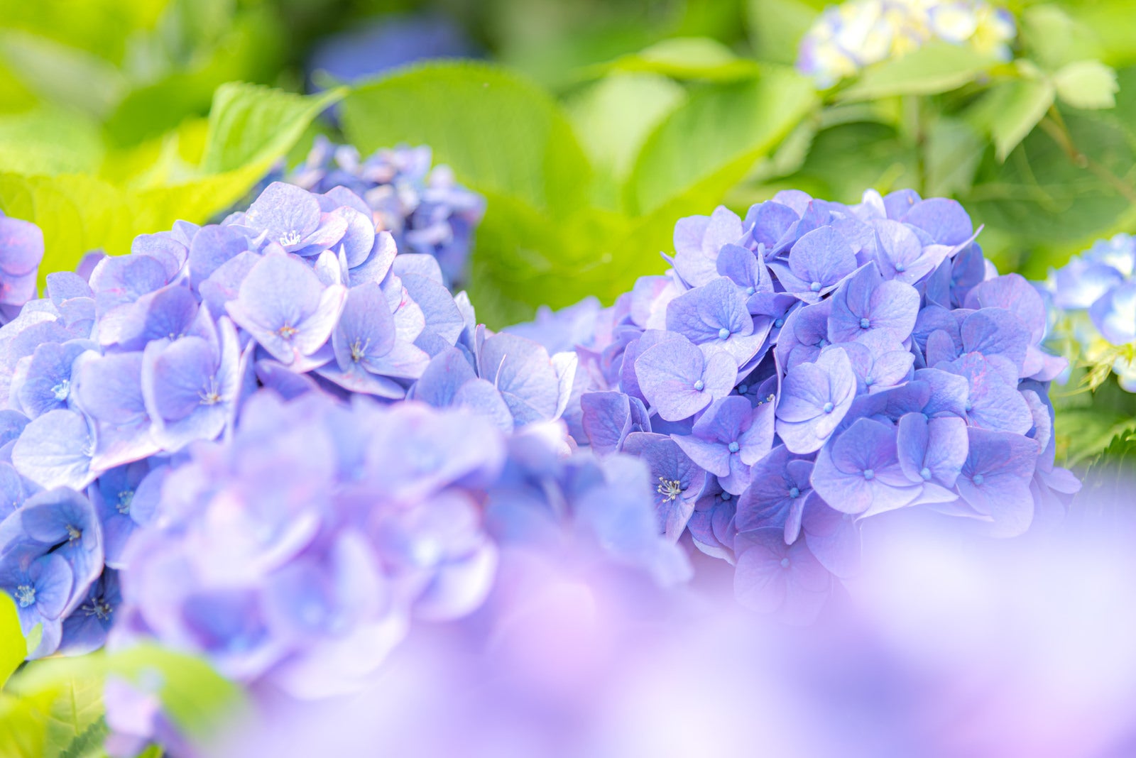 「顔を出す紫陽花の装飾花」の写真