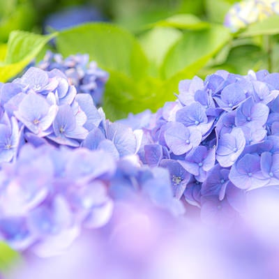 顔を出す紫陽花の装飾花の写真