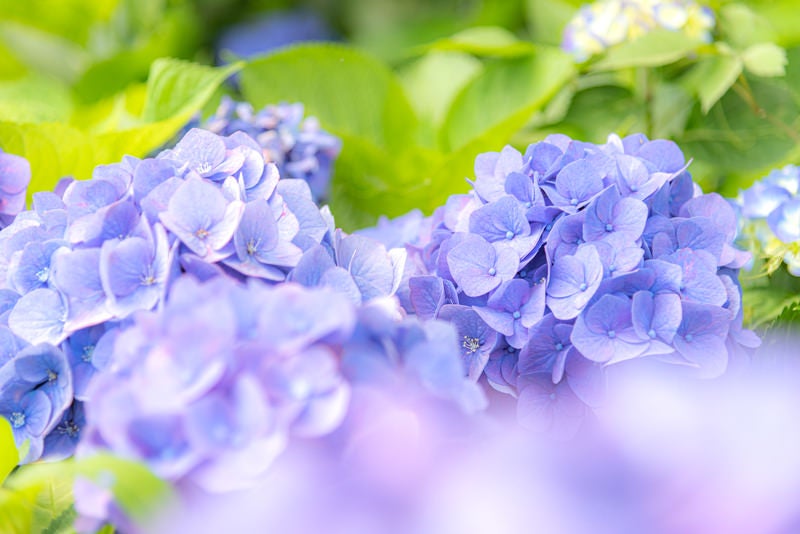 顔を出す紫陽花の装飾花の写真