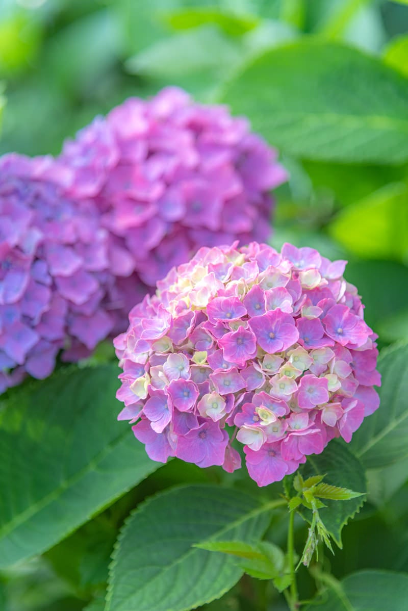 「開き始めた紫陽花の装飾花」の写真