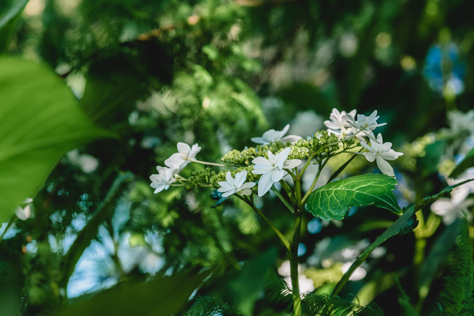 緑の葉に囲まれて白い小さな花を咲かせるアジサイ