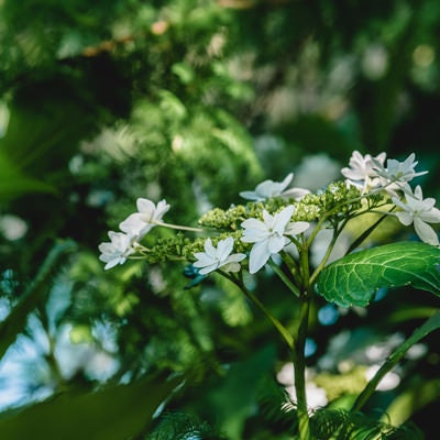 緑に包まれて咲く白いアジサイ　梅雨の季節の庭木の写真