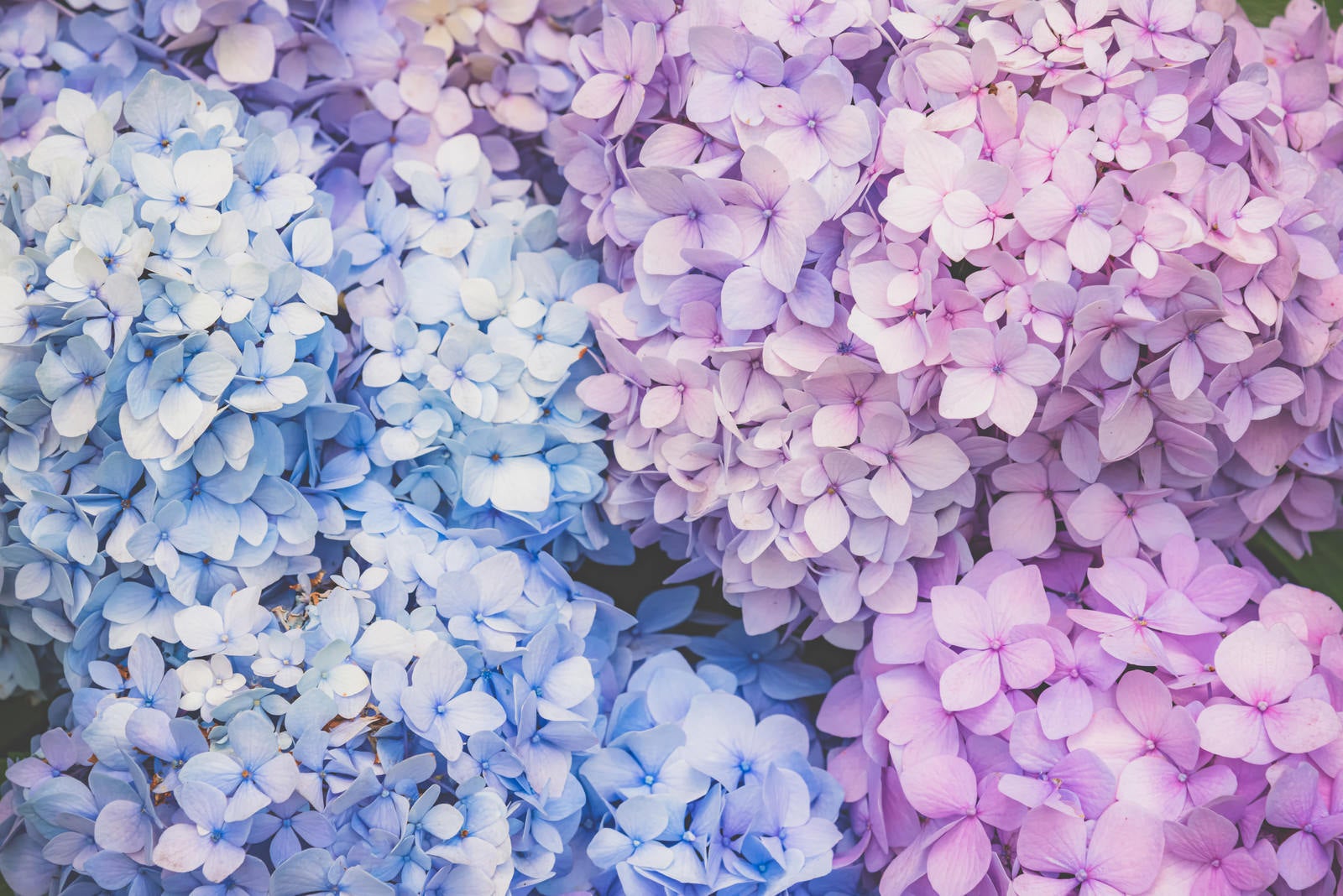 「満開の紫陽花が広がる」の写真