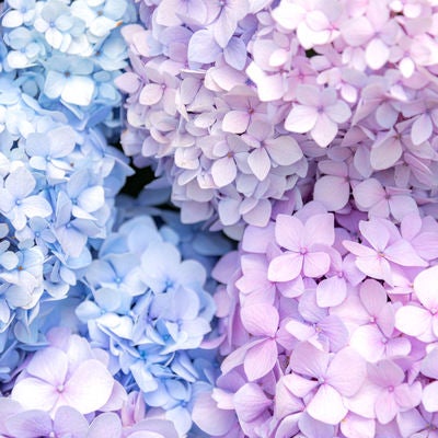 薄紫と水色の紫陽花が満開の写真