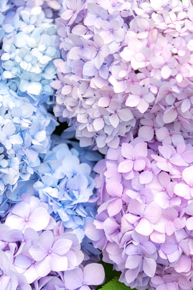 「薄紫と水色の紫陽花が満開」の写真