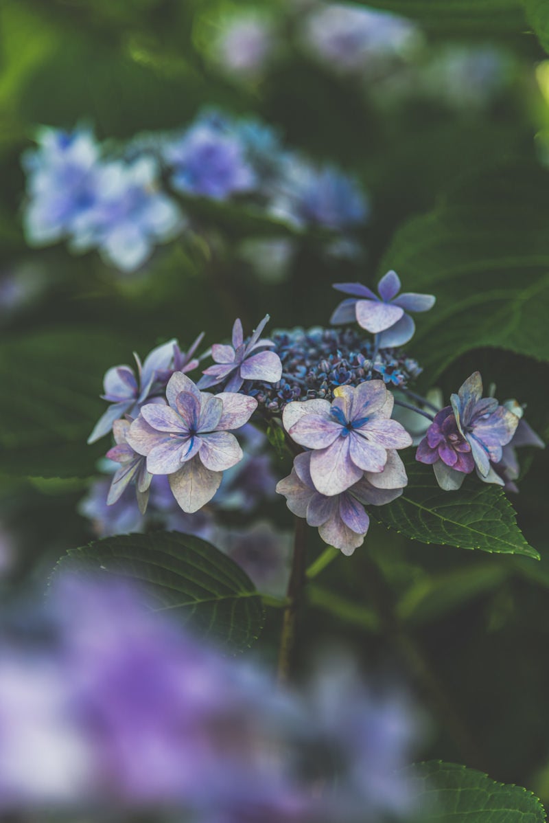 「木陰にじっとする紫陽花」の写真