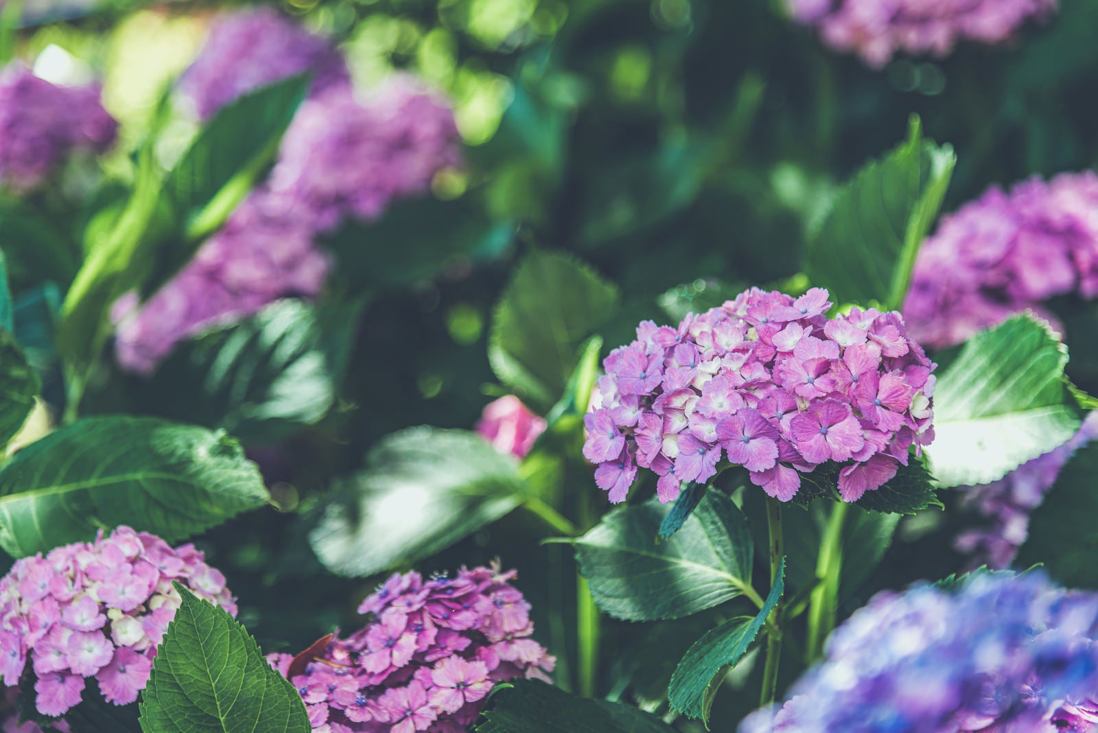 「顔を並べる紫陽花」の写真