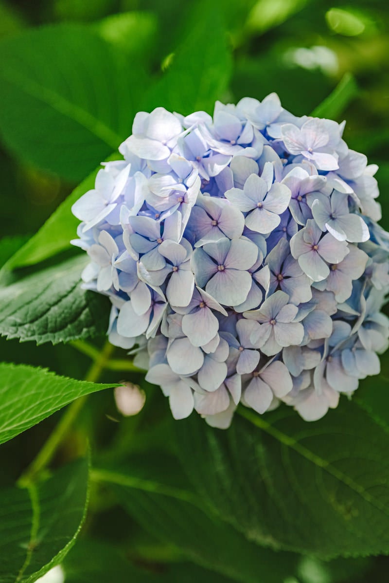 「大きな紫陽花」の写真