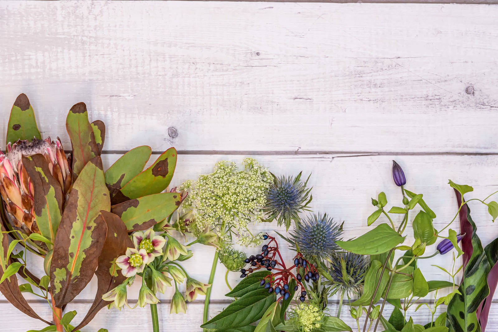 「落ち着いた色合いの花々(左からプロテア、アリウム、レースフラワー、ビバーナム、エリンジューム、クレマチス、リキュウソウ、カラテア)」の写真