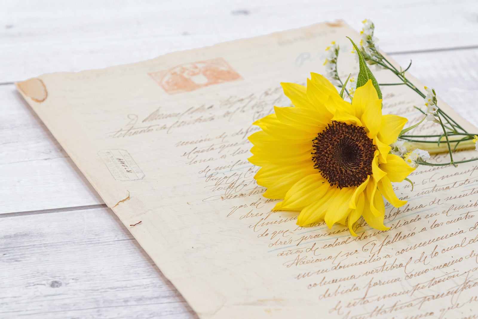 「手紙の上に置かれた向日葵」の写真