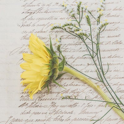 英文の手紙と向日葵の写真