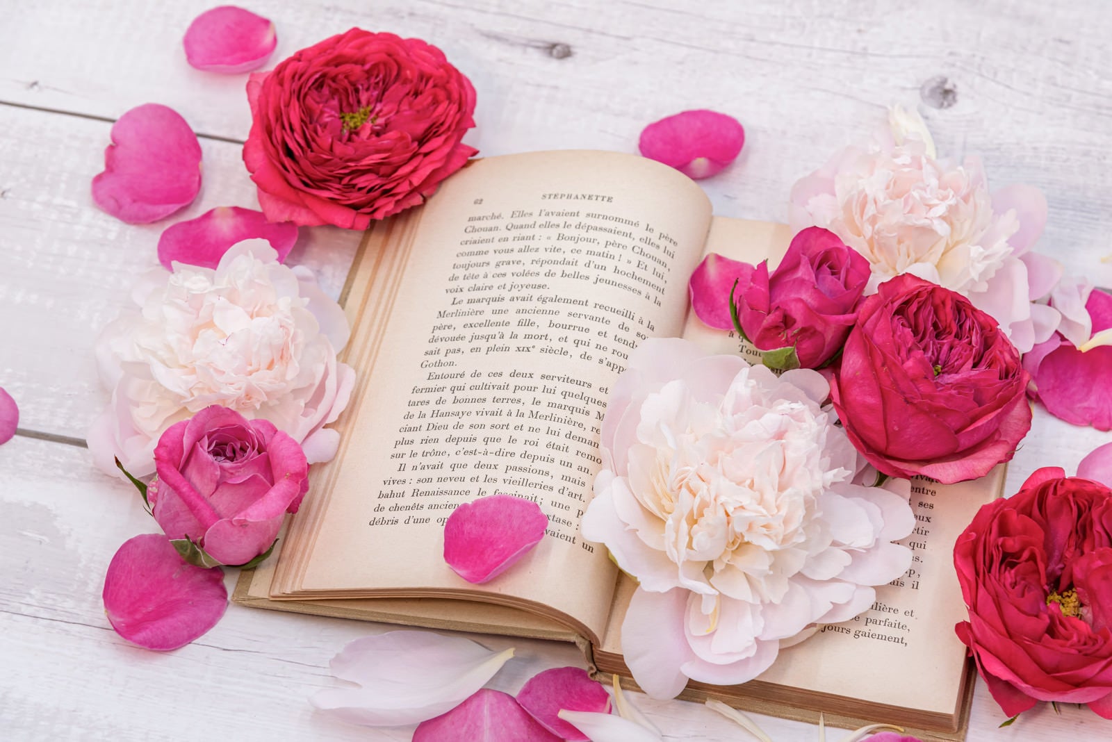 「薔薇と花びら積もる読みかけの古書」の写真