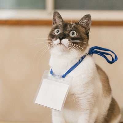 セミナーの最前列にいるタイプの猫がネームカード装着の写真