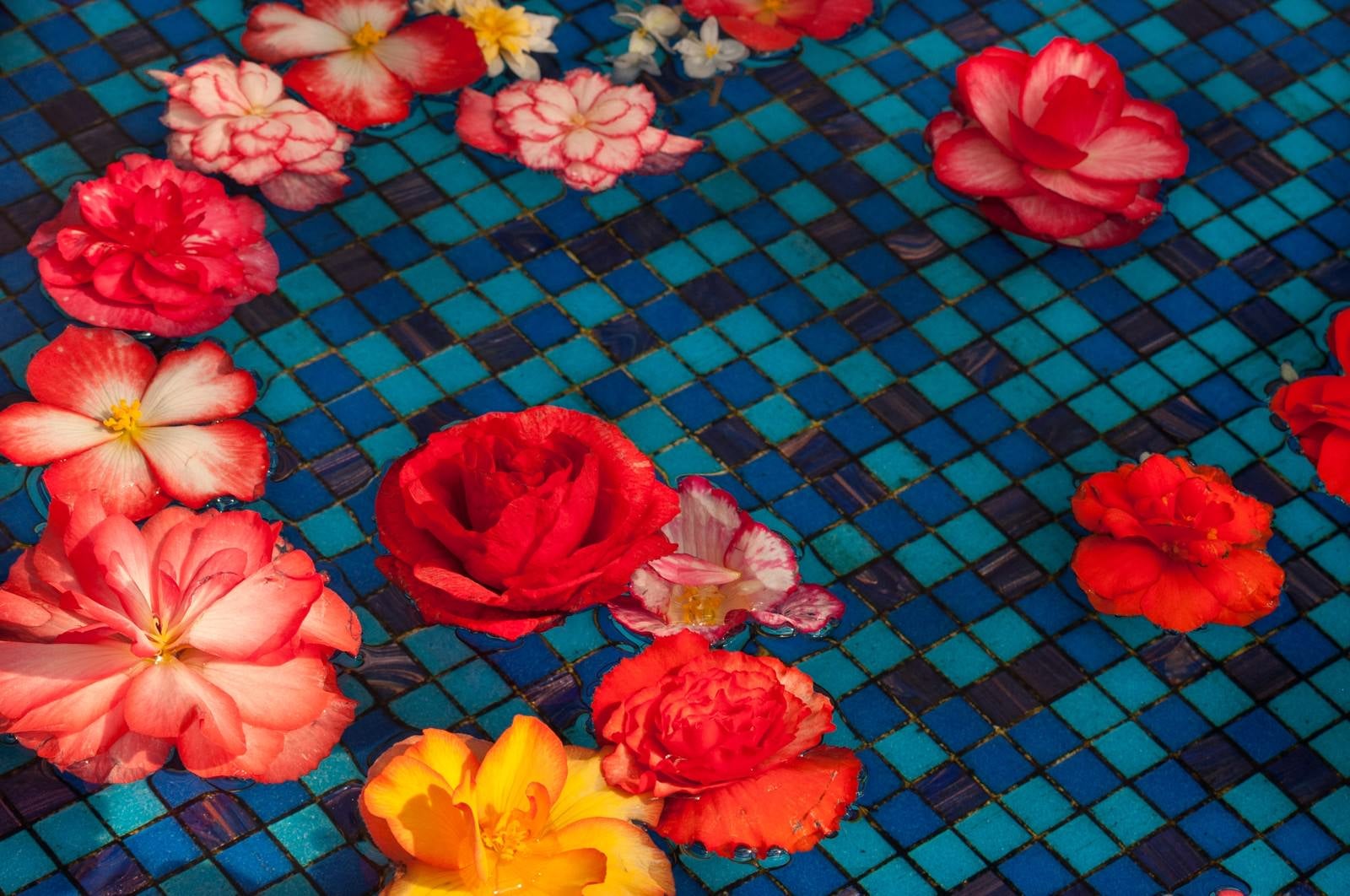 「水に浮かぶ花（ベゴニア）」の写真