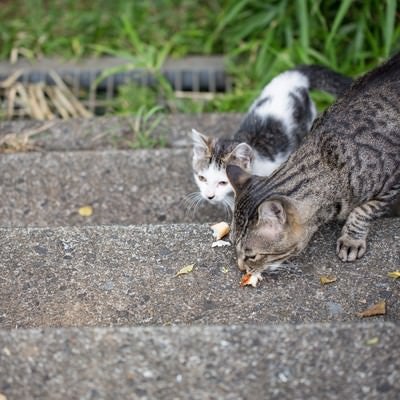 パンくずを与えられた野良猫二匹の写真