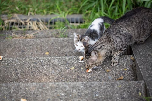 パンくずを与えられた野良猫二匹の写真