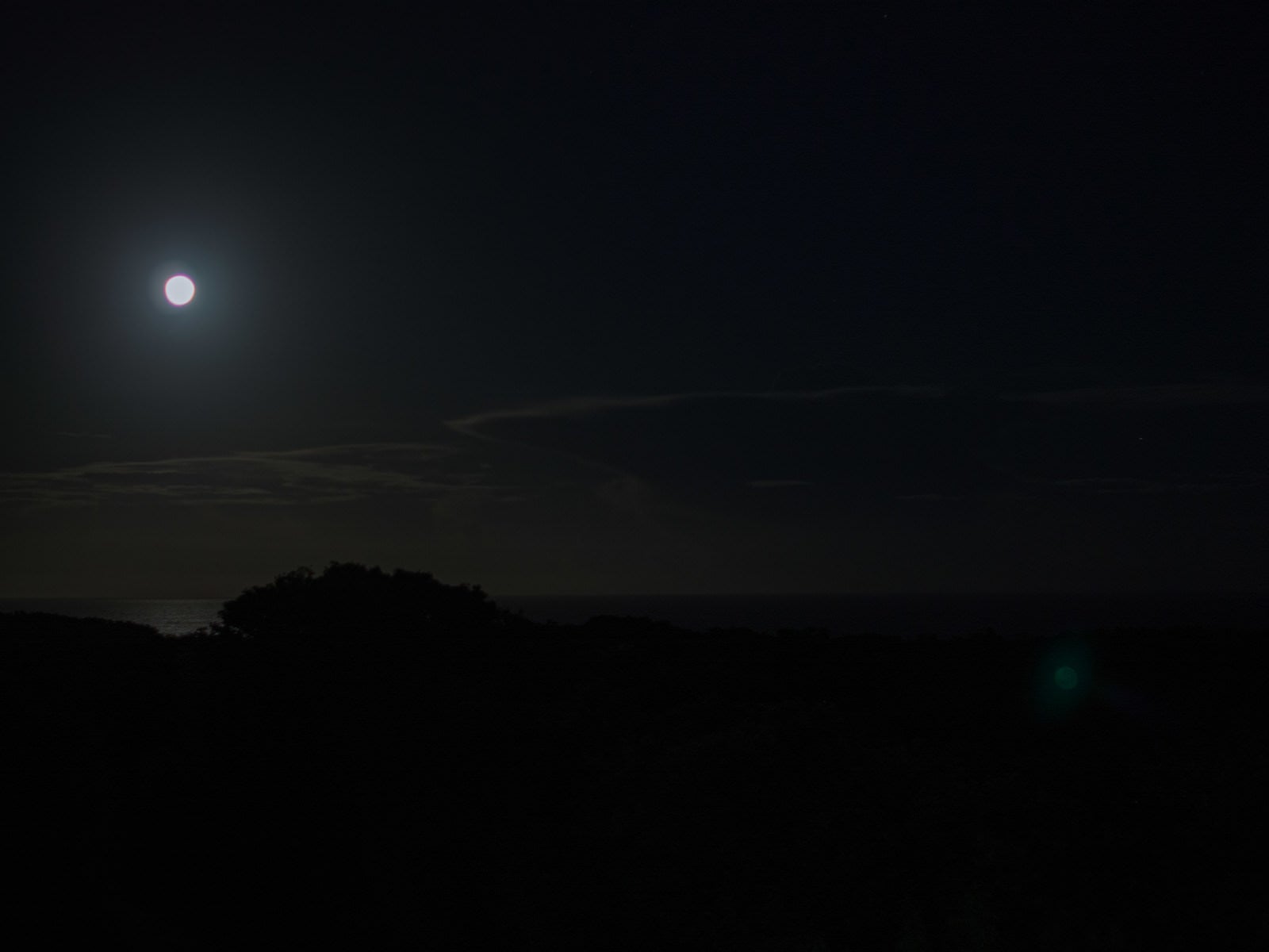 「月夜に影を落とすジャングルと静かに輝く空」の写真