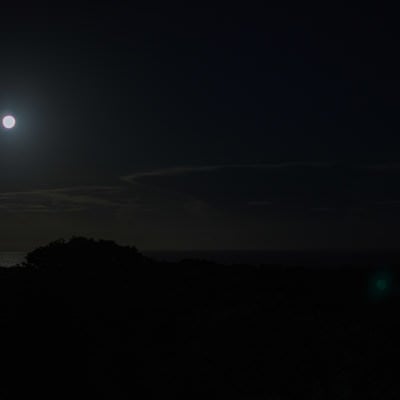 月夜に影を落とすジャングルと静かに輝く空の写真