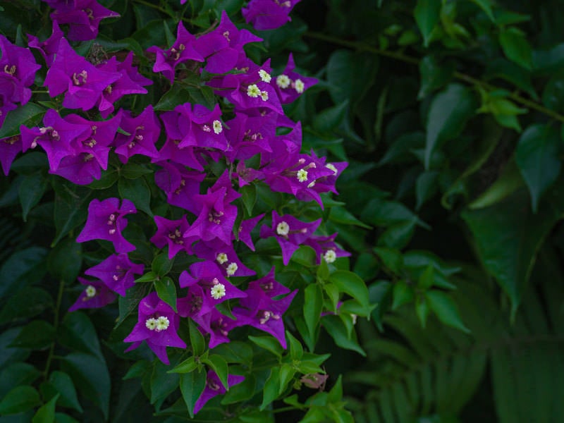 ブーゲンビリアの花びらにも見える鮮やかな紫の苞（ほう）から覗く白い可憐なガクの写真