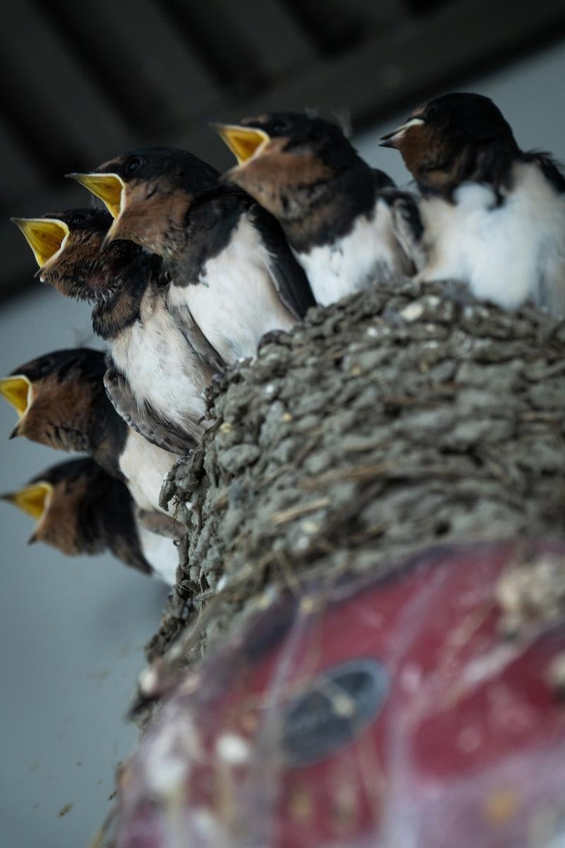 巣の中で口を開けている6羽のツバメの雛の写真