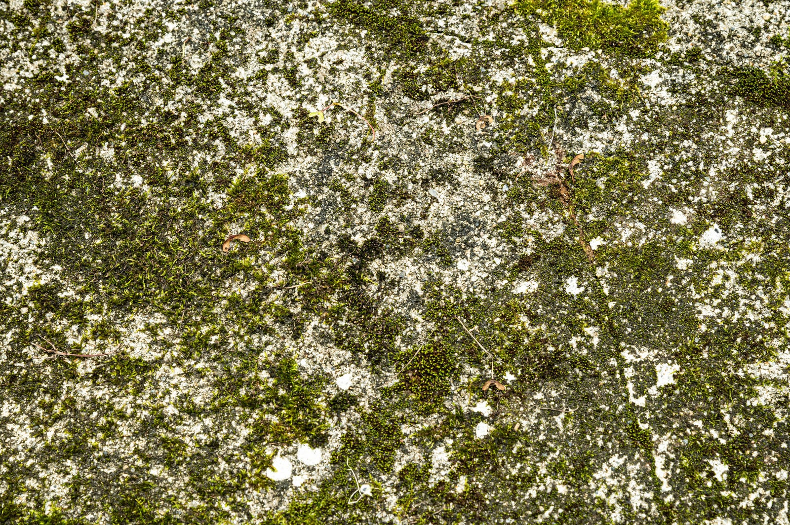 「苔生した石の壁」の写真