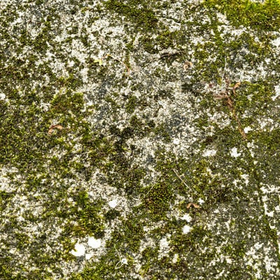 苔生した石の壁の写真