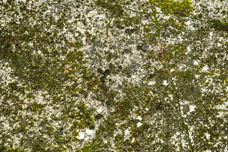 苔生した石の壁の写真