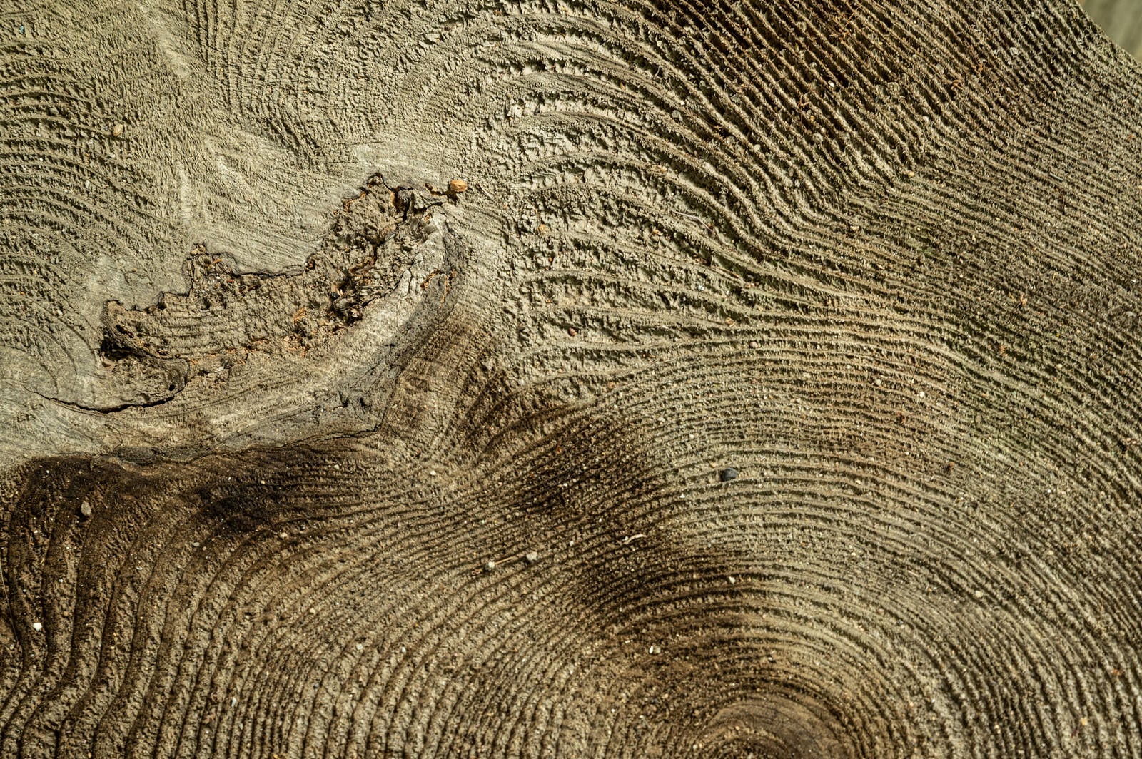 「木材の年輪」の写真