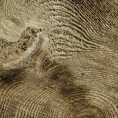 木材の年輪の写真