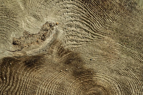 木材の年輪の写真