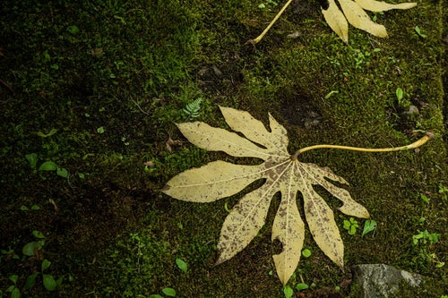 苔生した地面に落ちた葉っぱの写真