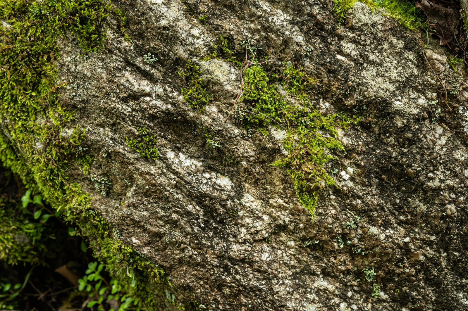 「苔と岩肌」の写真