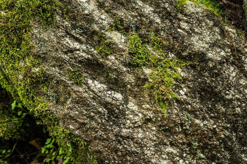 苔と岩肌の写真