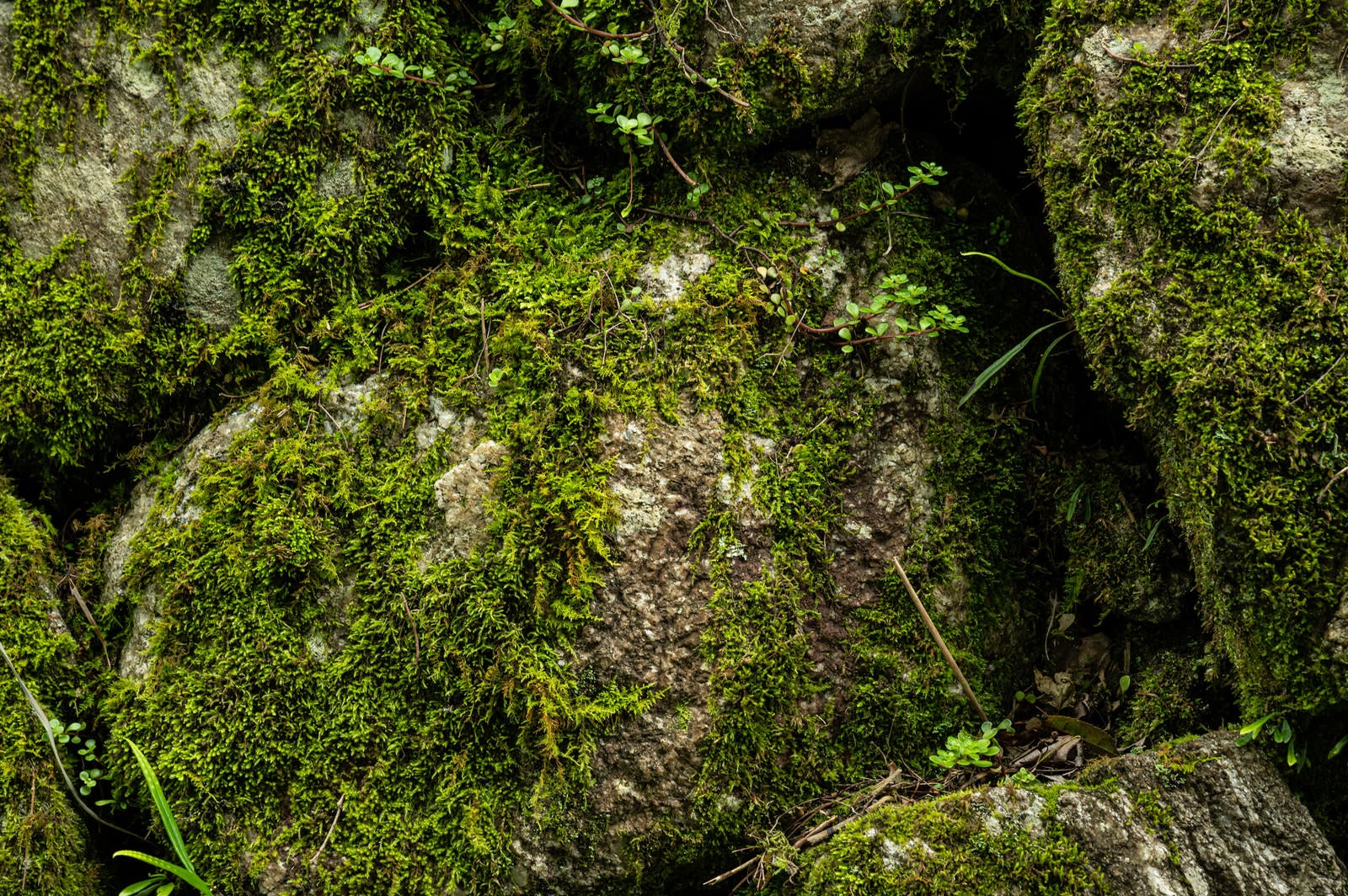 「石垣を覆う苔」の写真