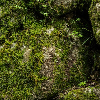 石垣を覆う苔の写真