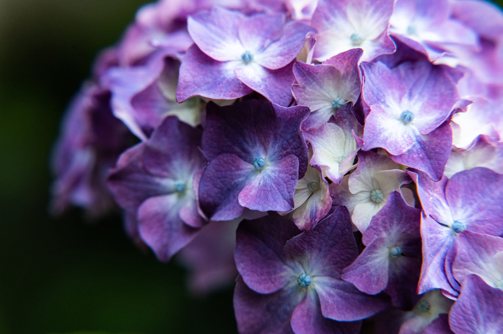 「集合した紫陽花の装飾花」の写真